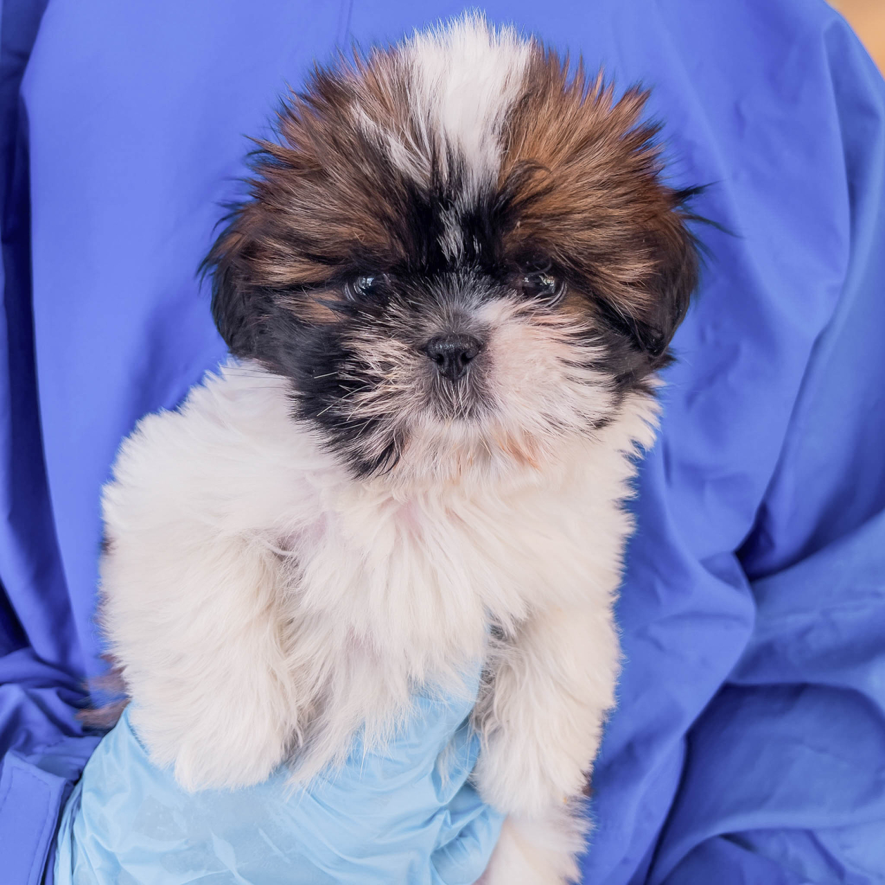 IZU DOG CLUB Style Wanda