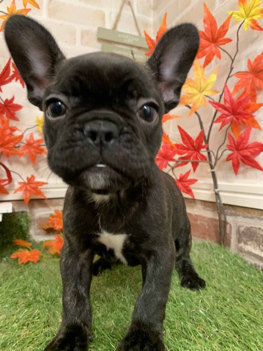 柴犬
