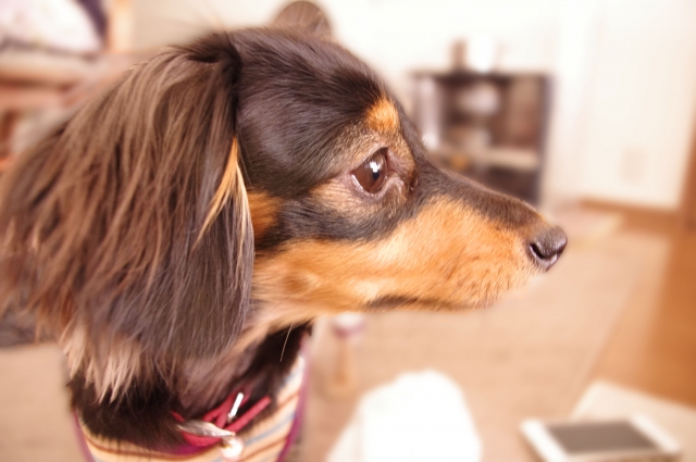 老犬ホーム
